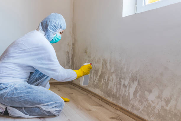 Licensed Crawl Space Mold Removal service in Easton, PA - WQB Mold Removal