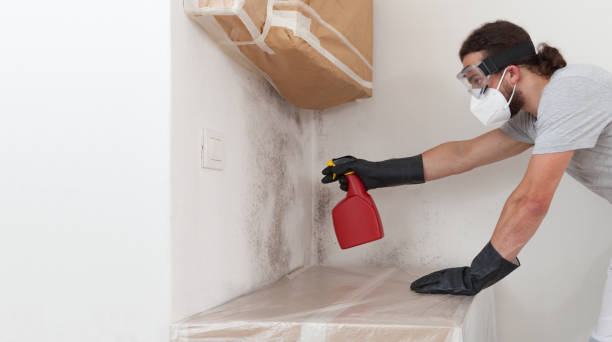 Professional Crawl Space Mold Removal technician working in Easton, PA